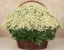Цветочная композиция из Ромашки в корзине #REPLACE_PRED# Менделеево Пермский край